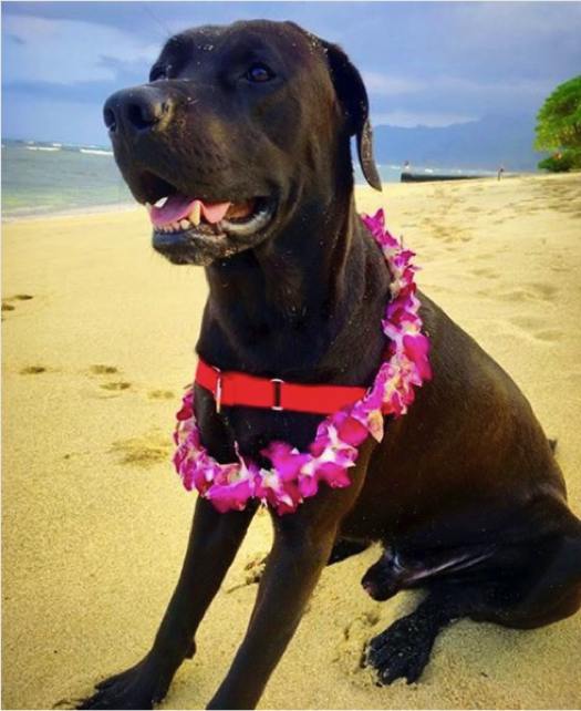 Cute dog on the beach