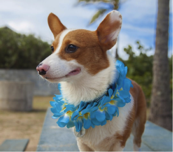 Cute corgi