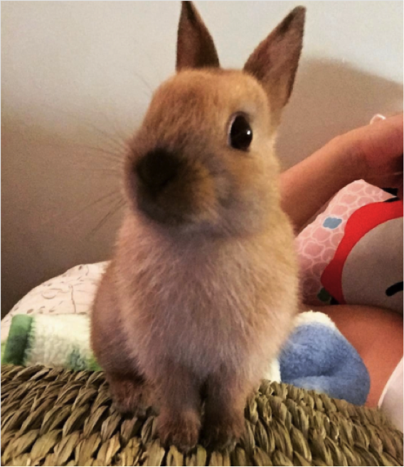 Cute, happy bunny