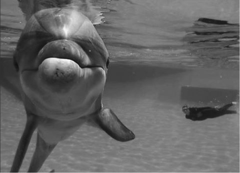 Smiling dolphin