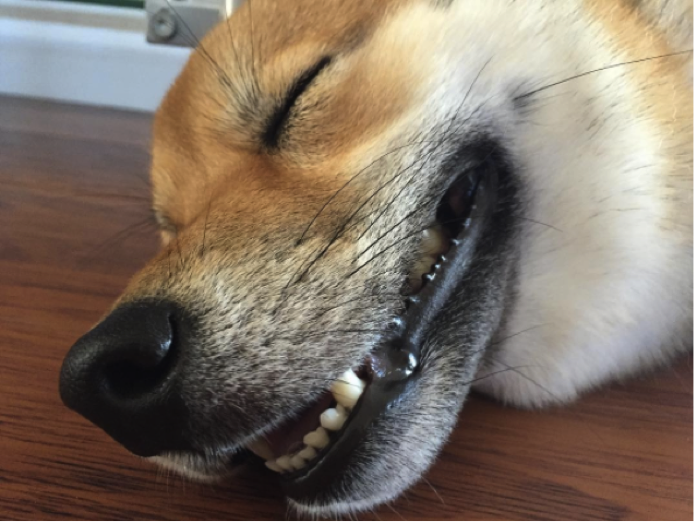 Dreaming dog